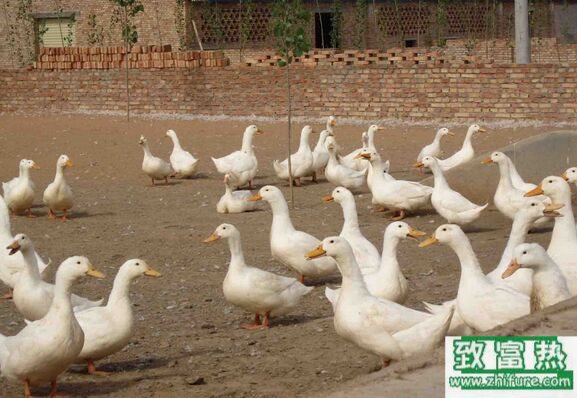 养1000只鸭一年能赚多少钱？养鸭的成本和利润 
