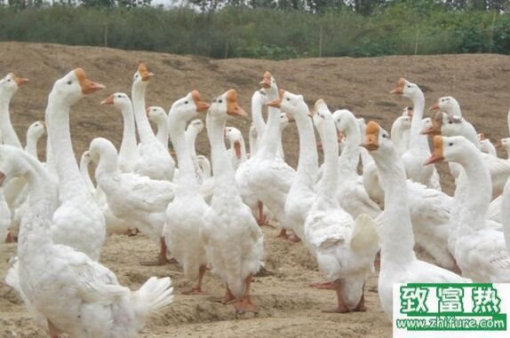 养1000只鹅需要多少成本?养鹅的成本和利润