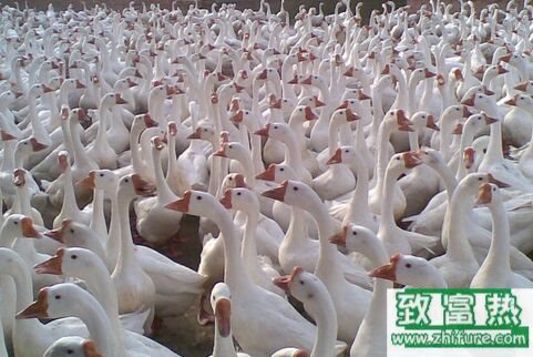 养1000只鹅一年能赚多少钱？养鹅的成本及利润分析 