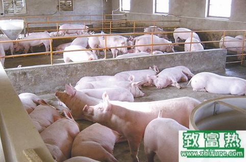 养100头猪需要多少成本？养猪的成本和利润 