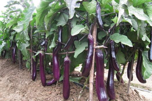 2017种茄子赚钱吗？