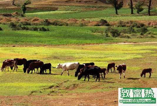 养1000只牛需要多少成本?养牛的成本和利润