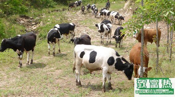 养100头牛需要多少成本？养牛的成本和利润 