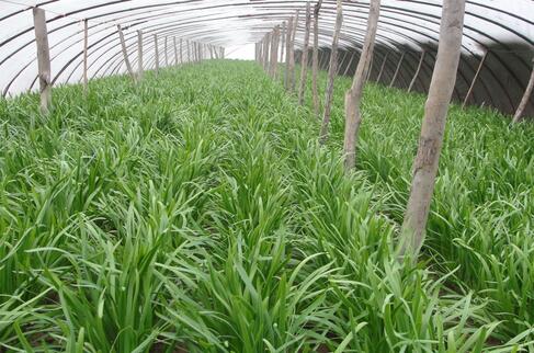 2017种韭菜赚钱吗?