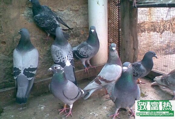 养100对鸽子一年能赚多少钱？养鸽子的成本和利润