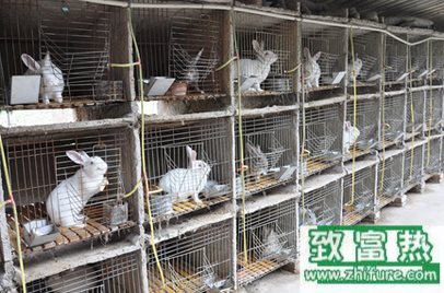 养1000只兔子能赚多少钱？养兔子的成本和利润 