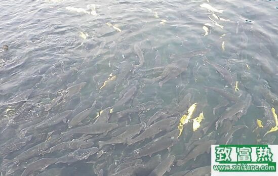 养1亩池塘鱼需要多少成本？养鱼的成本和利润 