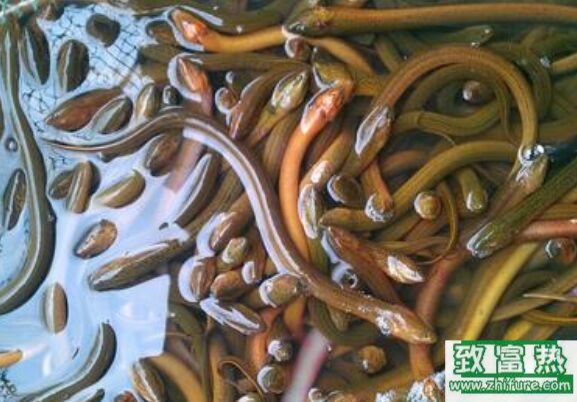 养1亩田黄鳝赚多少钱？养黄鳝的成本和利润 