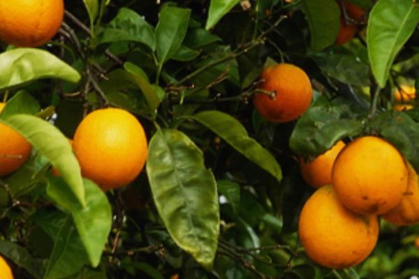 脐橙修剪技术视频