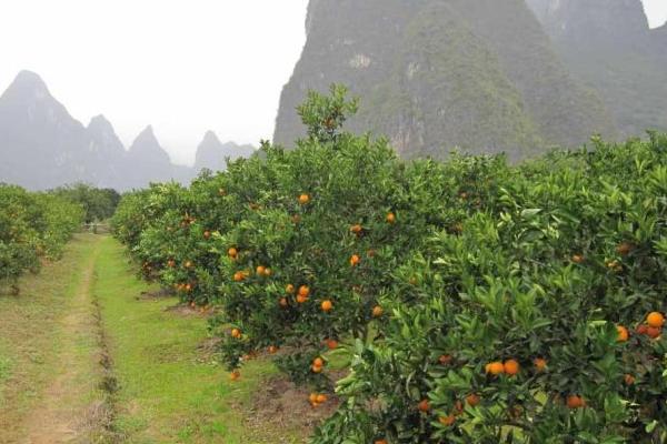 脐橙修剪技术视频