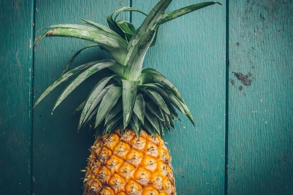 菠萝长在树上还是地上