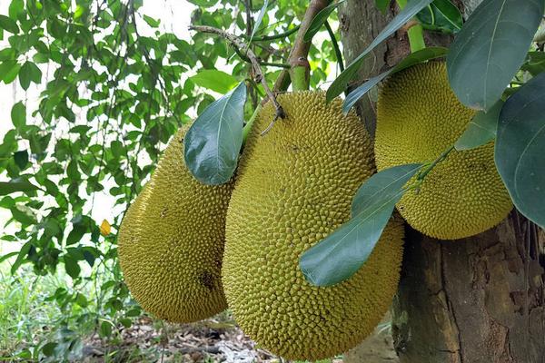 菠萝蜜树图片大全