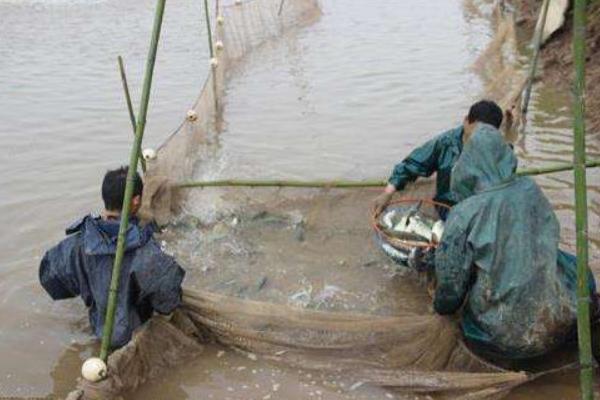 养一亩鲈鱼能赚多少钱？养鲈鱼的成本和利润