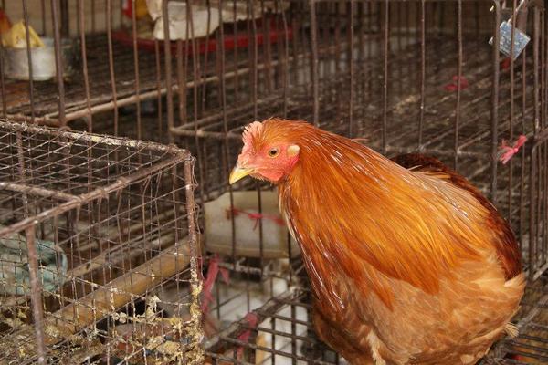 开养鸡场需要些什么?有什么应该注意的?