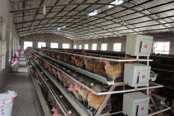 开养鸡场需要些什么?有什么应该注意的?