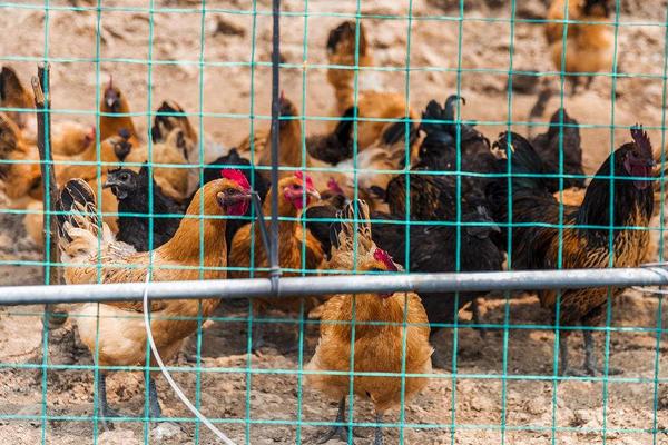 开养鸡场需要些什么?有什么应该注意的?