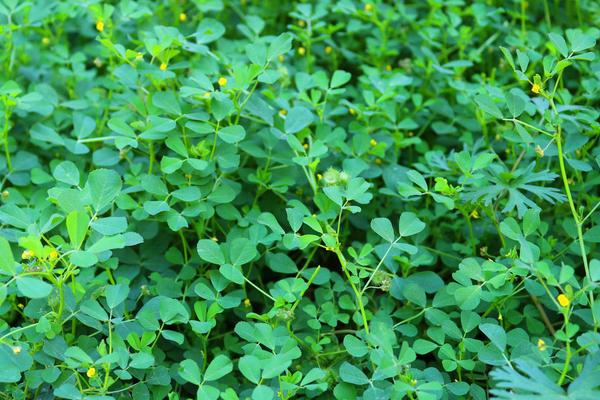 苜蓿草是什么草?苜蓿草人能吃吗?