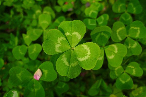 苜蓿草是什么草?苜蓿草人能吃吗?