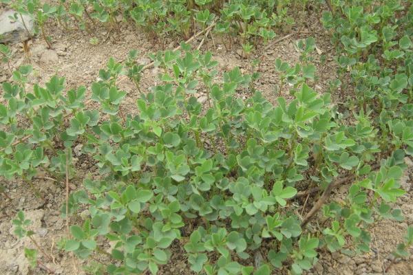 苜蓿草是什么草?苜蓿草人能吃吗?