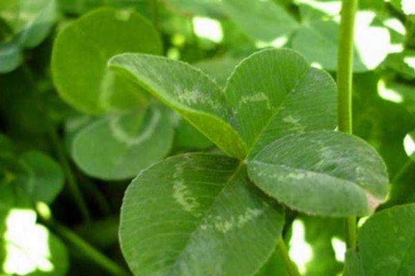 苜蓿草是什么草?苜蓿草人能吃吗?