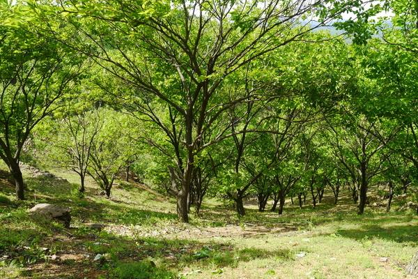 板栗树的寿命有多长