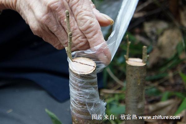 板栗树嫁接技术