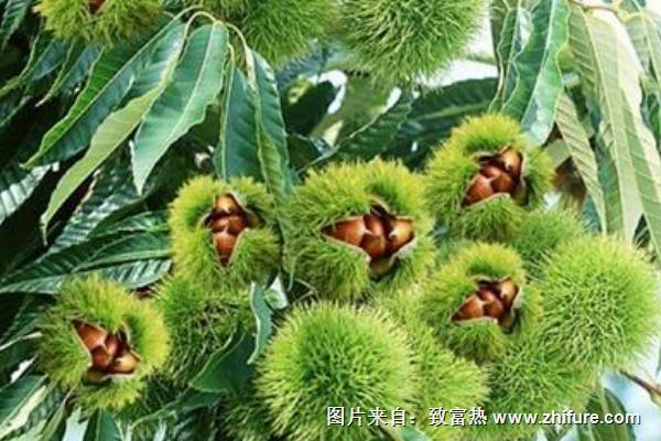 板栗树修剪技术