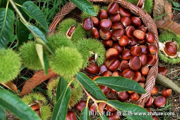 板栗饼的毛利润是多少