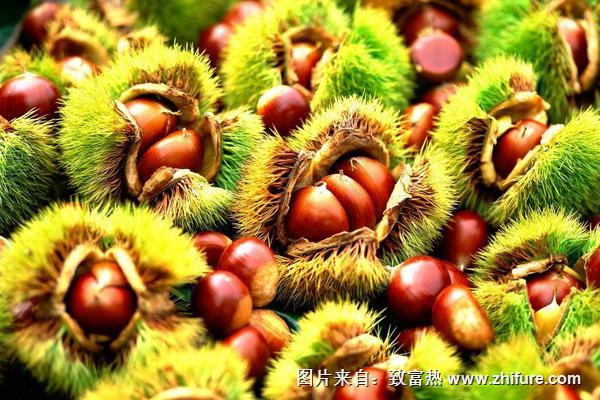 板栗什么时候种植