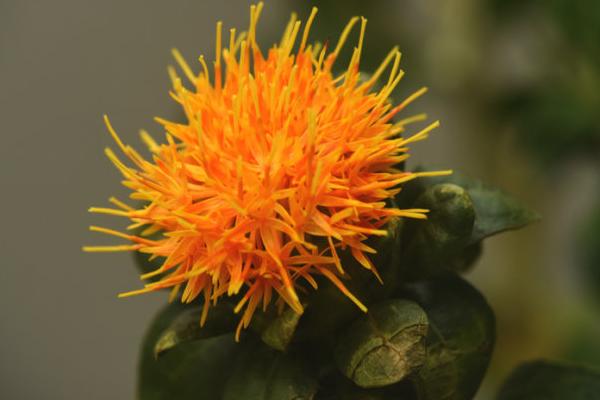 菠萝菊的花语是什么