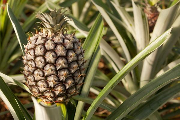 地菠萝种植技术