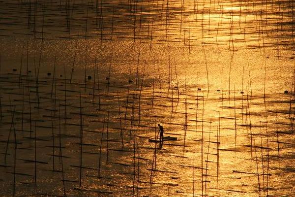 大头虾养殖技术