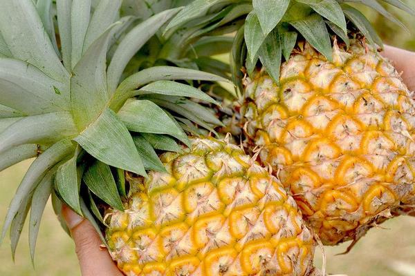 菠萝功效与作用及禁忌