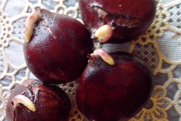 板栗发芽了还能吃吗