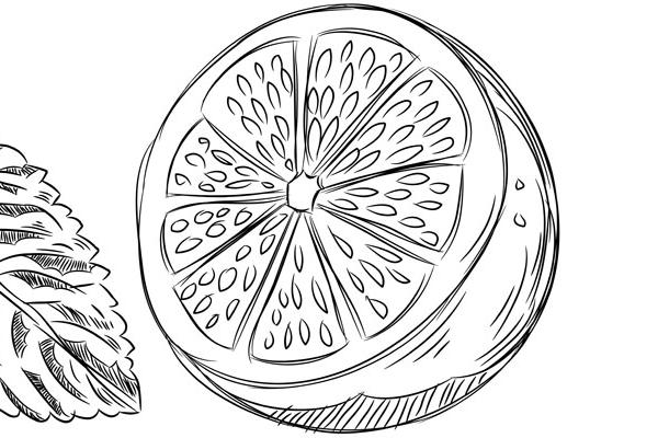 柠檬简笔画步骤（图解）