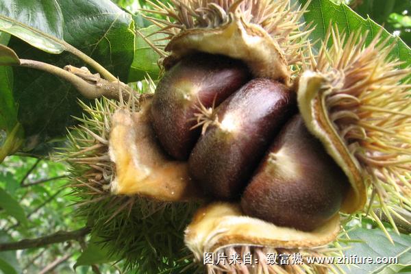 板栗属于坚果吗