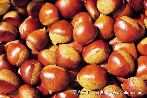 板栗和栗子的区别是什么