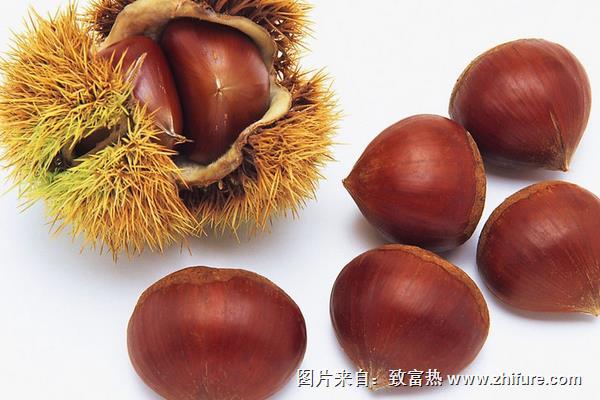 毛栗与板栗的区别是什么