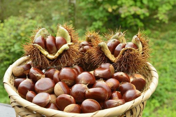 毛栗与板栗的区别是什么