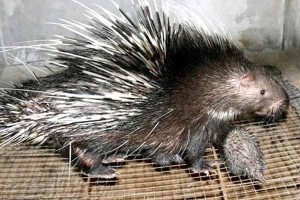 2017养豪猪赚钱吗?2017豪猪养殖前景及市场价格行情分析