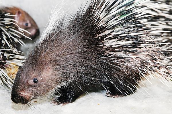 2017养豪猪赚钱吗?2017豪猪养殖前景及市场价格行情分析