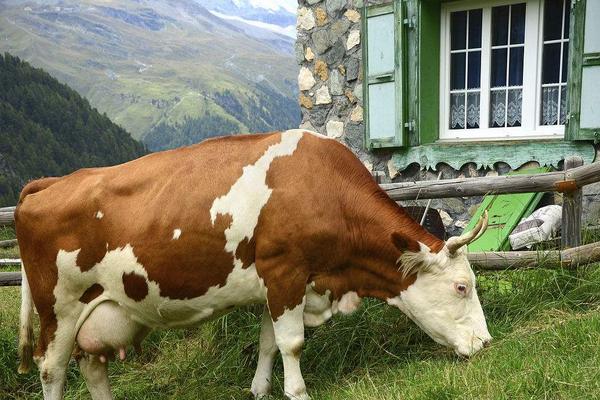 2018养奶牛赚钱吗?奶牛养殖的利润与投资成本及前景预测