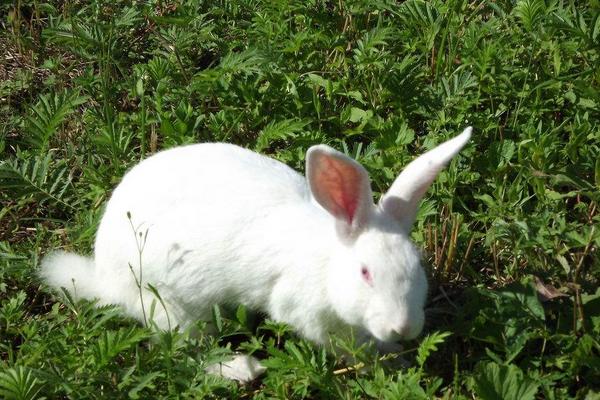 2018养獭兔赚钱吗?獭兔养殖的利润与投资成本及前景预测