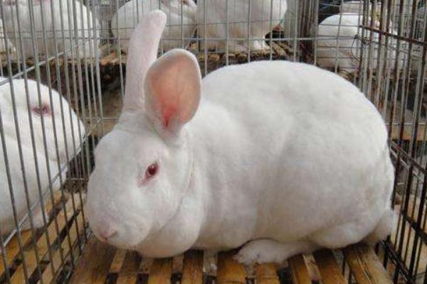 2018养獭兔赚钱吗?獭兔养殖的利润与投资成本及前景预测