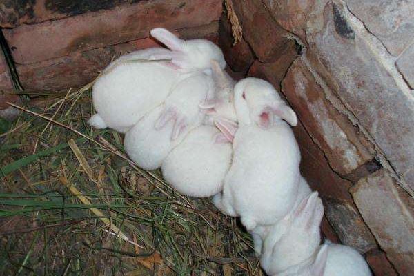 2018养獭兔赚钱吗?獭兔养殖的利润与投资成本及前景预测