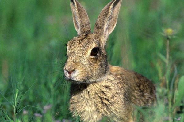2018养野兔赚钱吗?野兔养殖的利润与投资成本及前景预测