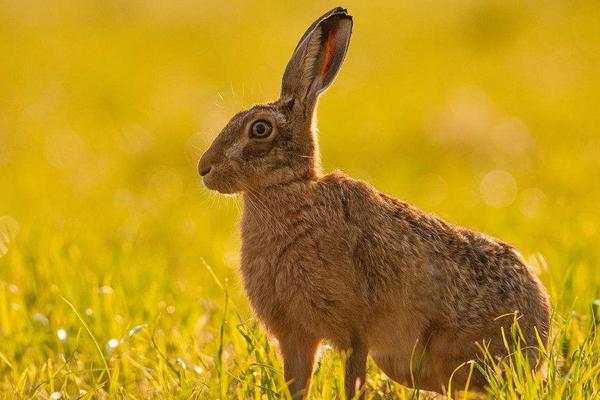 2018养野兔赚钱吗?野兔养殖的利润与投资成本及前景预测