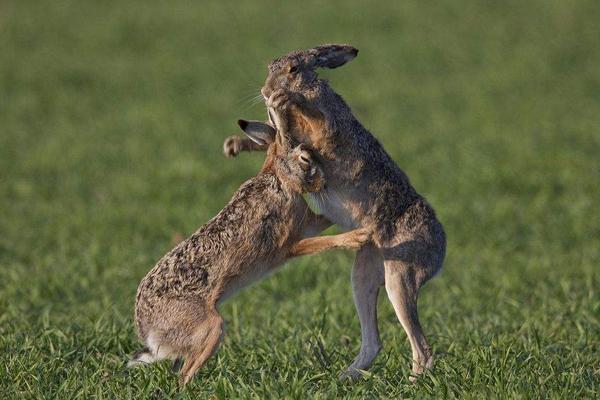 2018养野兔赚钱吗?野兔养殖的利润与投资成本及前景预测