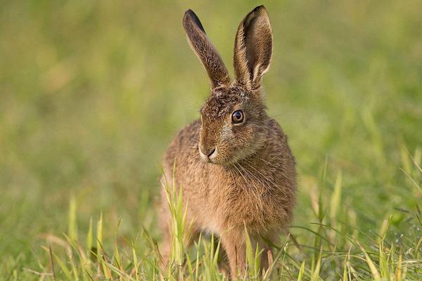 2018养野兔赚钱吗?野兔养殖的利润与投资成本及前景预测