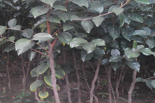 柿子树苗价格多少钱一棵